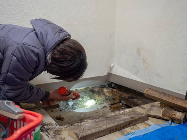 Best Indoor Air Quality Assessment  in Taylor, AZ